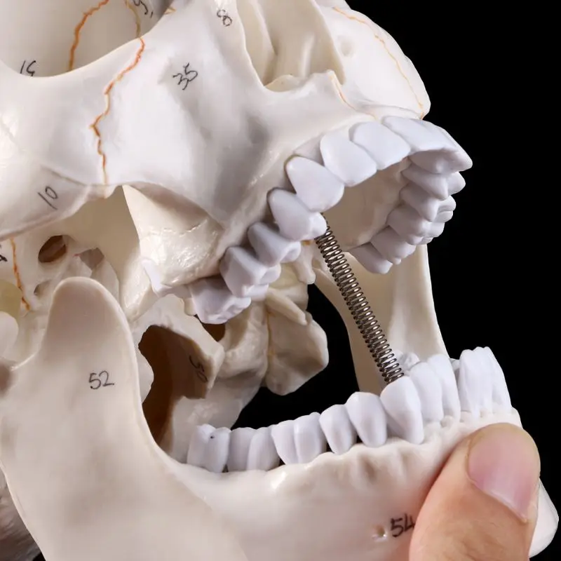 Модель человеческого черепа в натуральную величину, анатомическая анатомия, медицинское обучение, скелетная голова, Обучающие принадлежности