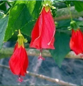 200 шт карликовые деревья гибискуса 24 цвета для выбора гибискуса ROSA-SINENSIS Цветочные растения для дома и сада