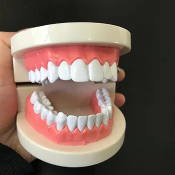 

1PC Dental Orthodontic Teeth Model Dental Education Tooth Model Teaching Study Demonstration Tools
