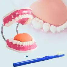 Ранняя Стоматологическая анатомическая модель уход за зубами Инструкция по уходу за зубами модель уход за полостью рта обучение MYC004