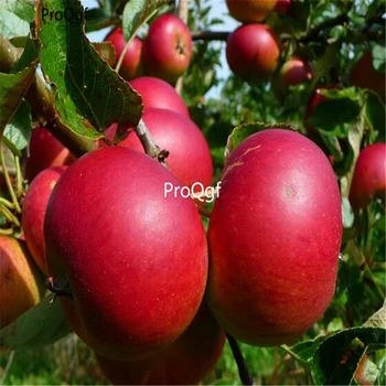 

Prodgf 2000Pcs A Set Sweet Red Apple Fruit