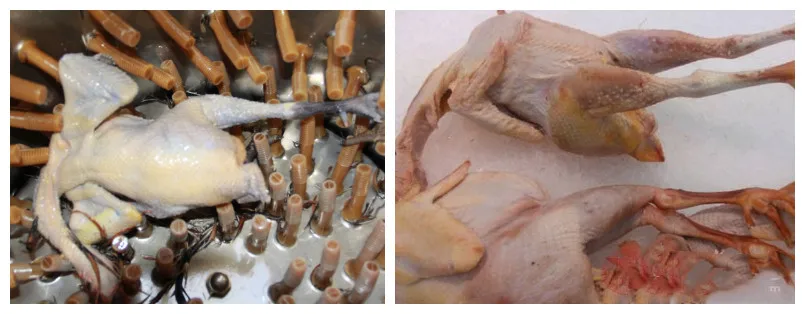 Hot selling homeuse commercial chicken pigeon duck hair removal machine chicken feather cut off machine