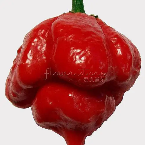 100+ Trinidad Scorpion горячий перец бонсай, Скорпион Moruga перец сад