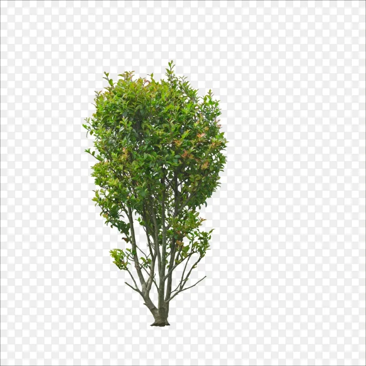 桂花树盆景灌木花园桂花树png图片素材免费下载 图片编号4613 Png素材网