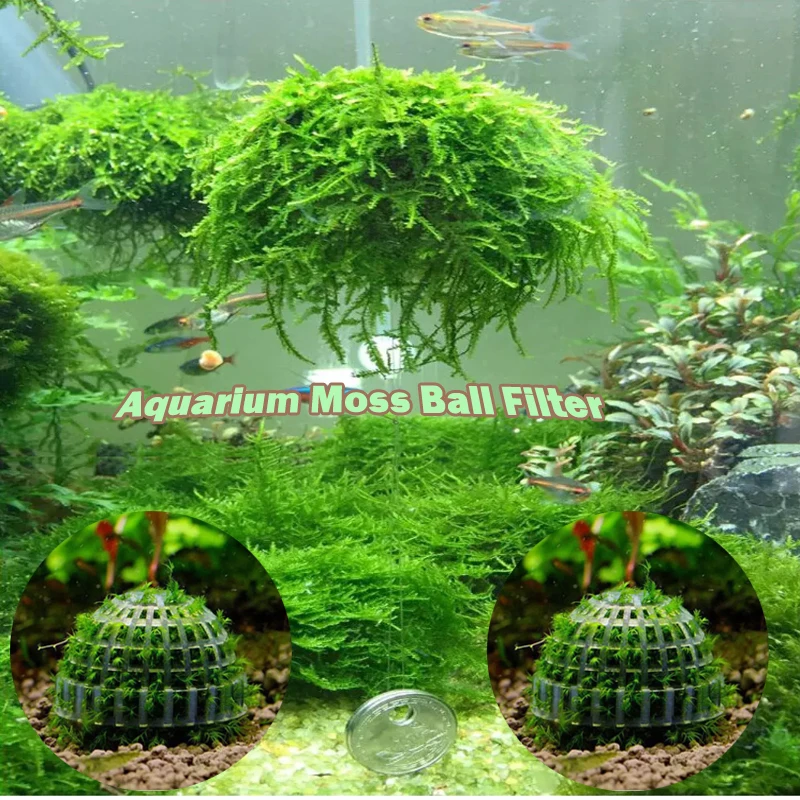 Аквариумный мох Marimo Ball фильтр живые растения для аквариума фильтр для Java Shrimps аквариум для домашних животных Декор поставки живое растение держатель