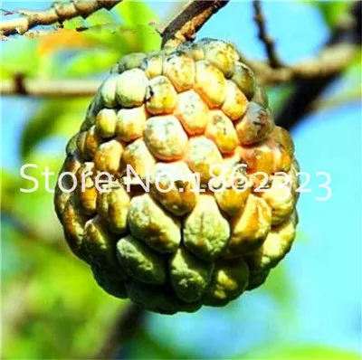 20 шт. Soursop бонсай фрукты, Graviola Annona муриката сладкий СОП вкусные фрукты бонсай сахар яблоко Annona дерево растение в бонсай - Цвет: 6