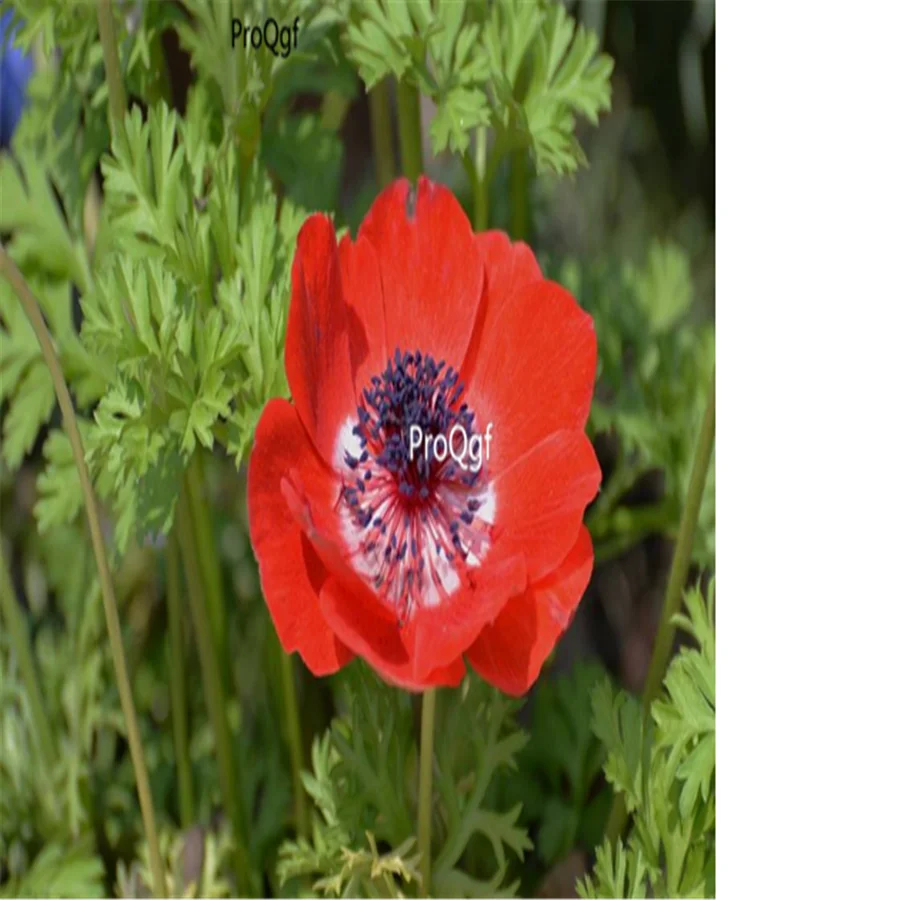 Ngryise 500 шт набор Anemone cathayensis