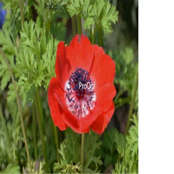 

Ngryise 500Pcs A Set Anemone cathayensis