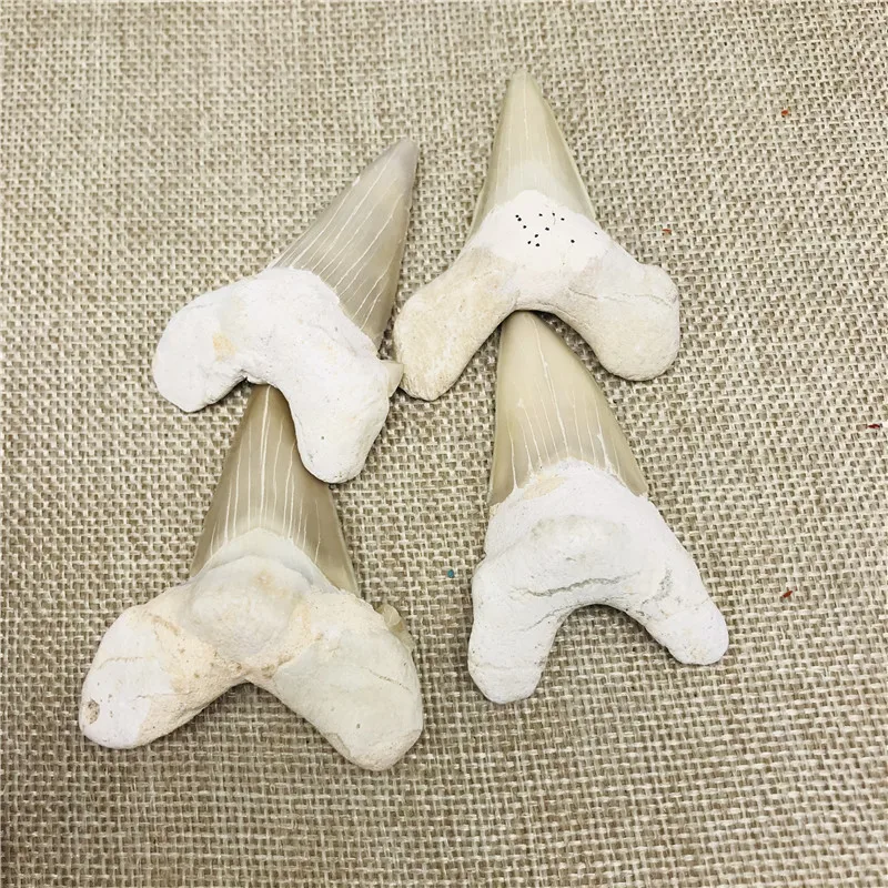 40-50 мм натуральные животные окаменелые зубы акулы минеральные образцы для коллекции в качестве подарка Декор
