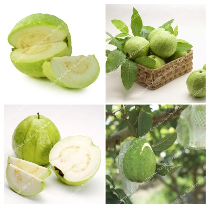 

100 Pcs/Bag Guava Bonsai Organic Fresh Vegetable Fruit Perennial Juicy Psidium Guava Tree Plant For Home Garden Budding Rate 90%