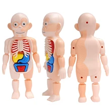 

Puzzle Montessori 3d Human Body Anatomy Assemble Model Toy Diy Body Organ Teaching Tool Educational Learning Toys For Children