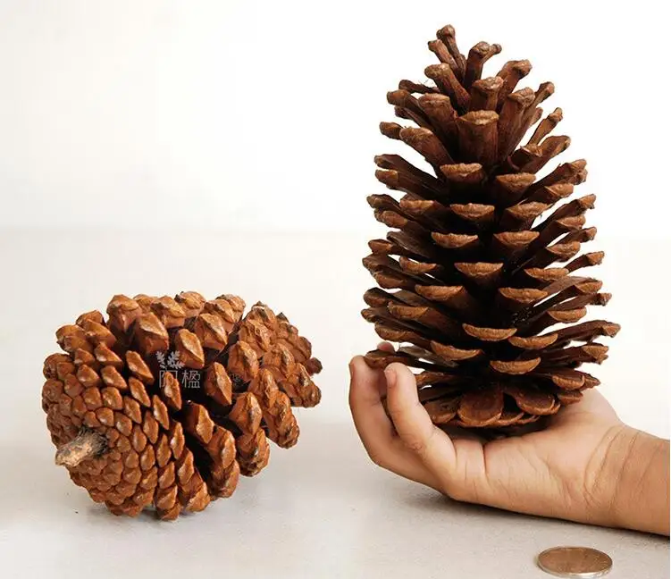 2pcs 12 to 15cm BIG Рождественское украшение из натурального соснового конуса шишка Рождество год праздник вечеринка украшение реквизит для фотосессии DIY ремесло YT44 - Цвет: 2pcs 12 to 15cm BIG