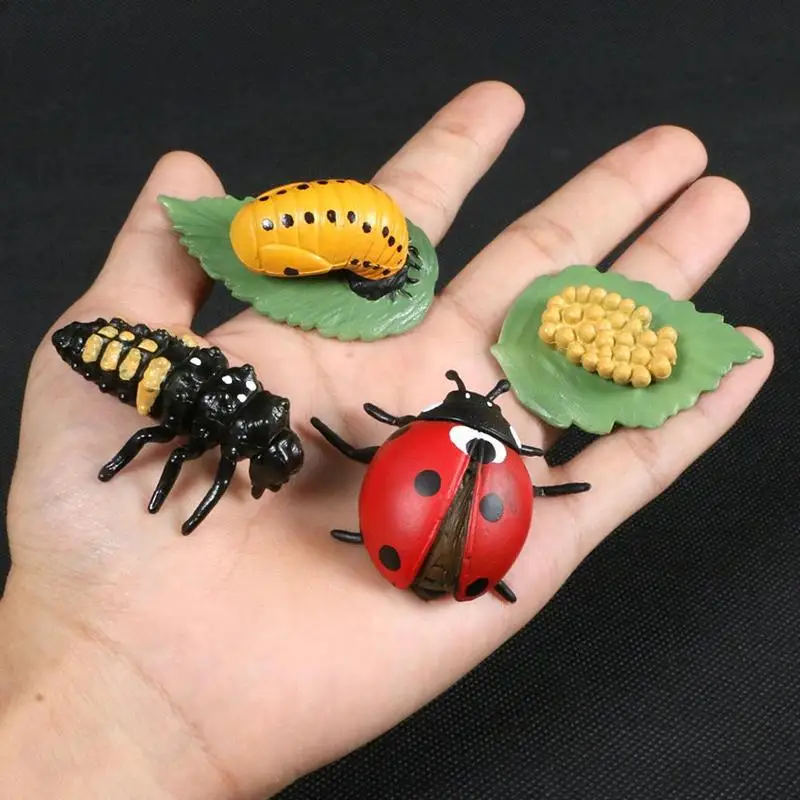 Figuras de animales de simulación de ciclo de crecimiento para niños, figurita de mariquita de plástico, modelo cognitivo de ciencia y educación