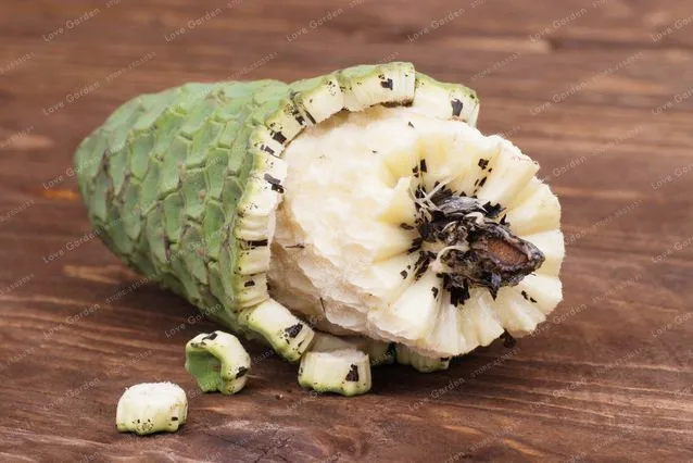 100 Monstera Deliciosa бонсай растения в горшках Новинка Фрукты как кукуруза полностью спелый вкус как банан манго и ананас