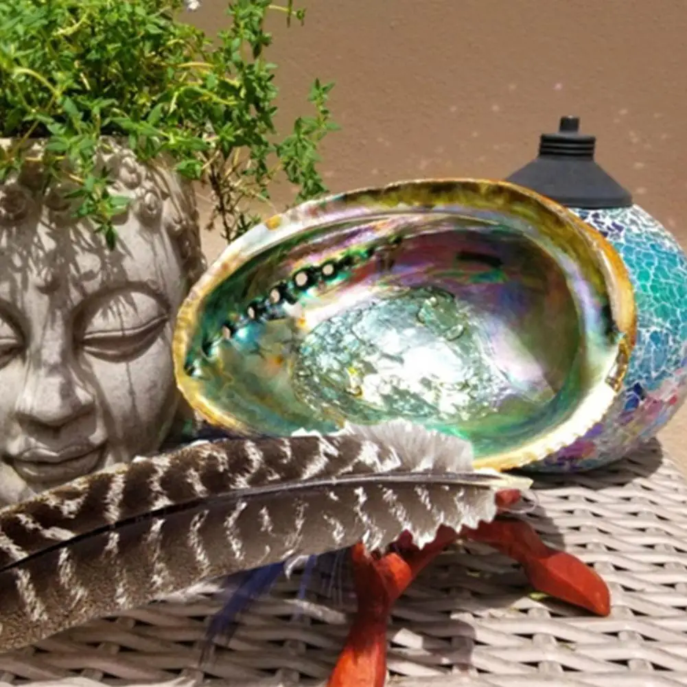 9-13cm Natural Abalone Shell Home Decor Seashell Beach Wedding Ocean Decoration Jewelry Diy Soap Dish Holder Aquarium Landscape natural shell ornaments