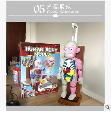 

Taiwan Hot Selling Model Mannequin Assembled Educational Board Game 3D Mannequin Party Trick Toys