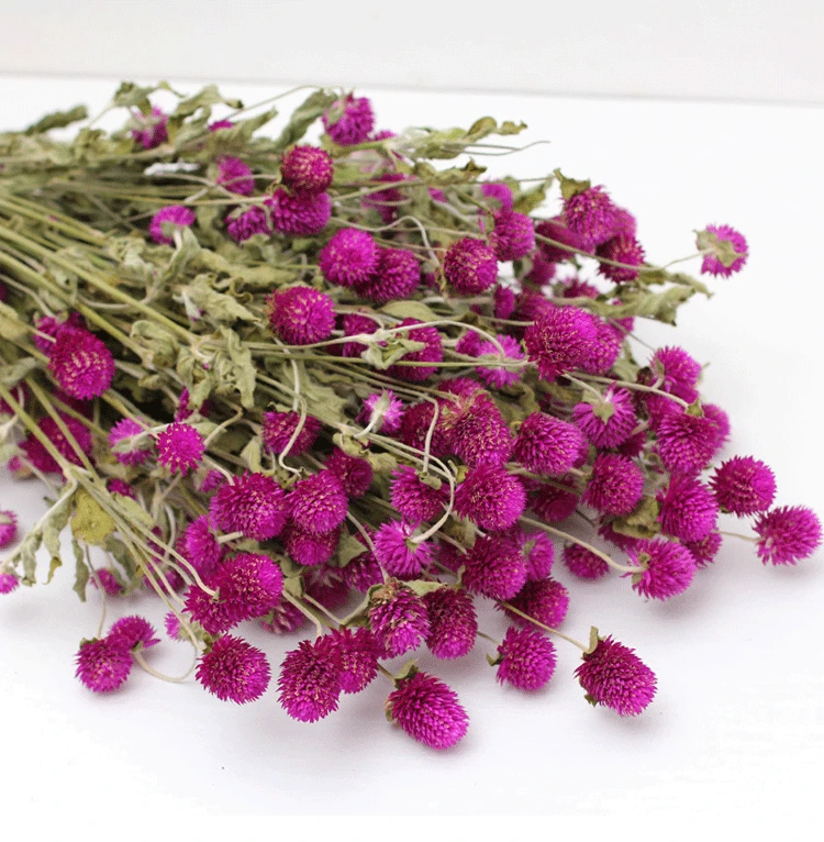 45 головок глобус амарант букет из сушеных цветов Розовый Фиолетовый Gomphrena Globosa прессованные цветы для дома Свадебная вечеринка украшения