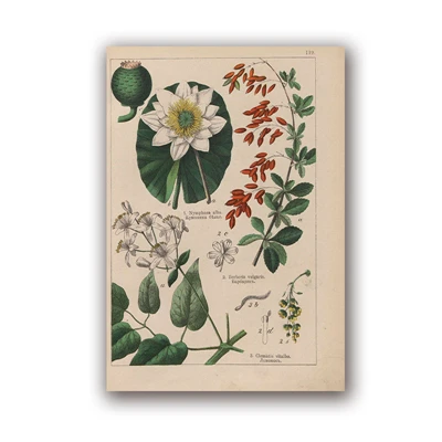 Botanical коллекция винтажные плакаты и принты травы 1898s русский язык стены искусства картины холст живопись Домашний Декор стены - Цвет: PH5994