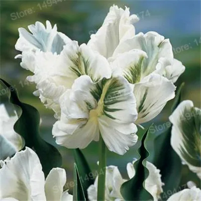 100pcs Tulip flores White Blue Purple mixed color Flower plantas bonsai flower plante colorful plants for home garden - Цвет: Бургундия