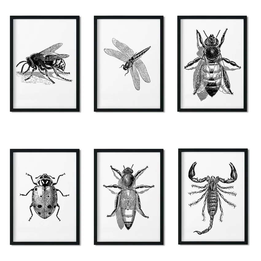 ヴィンテージカブトムシ蜂昆虫種自然教育壁絵画キッズルームポスターキャンバス絵画m763 Painting Calligraphy Aliexpress