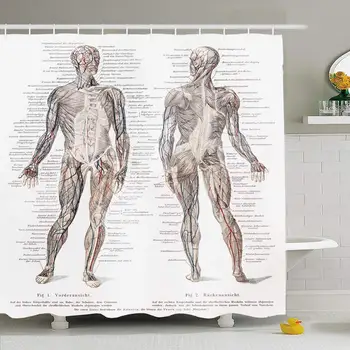 

Shower Curtain Set with Hooks 72x78 Vintage 19Th Blood Lexikon Century Representation Example Old Drawing Humans Muscles People