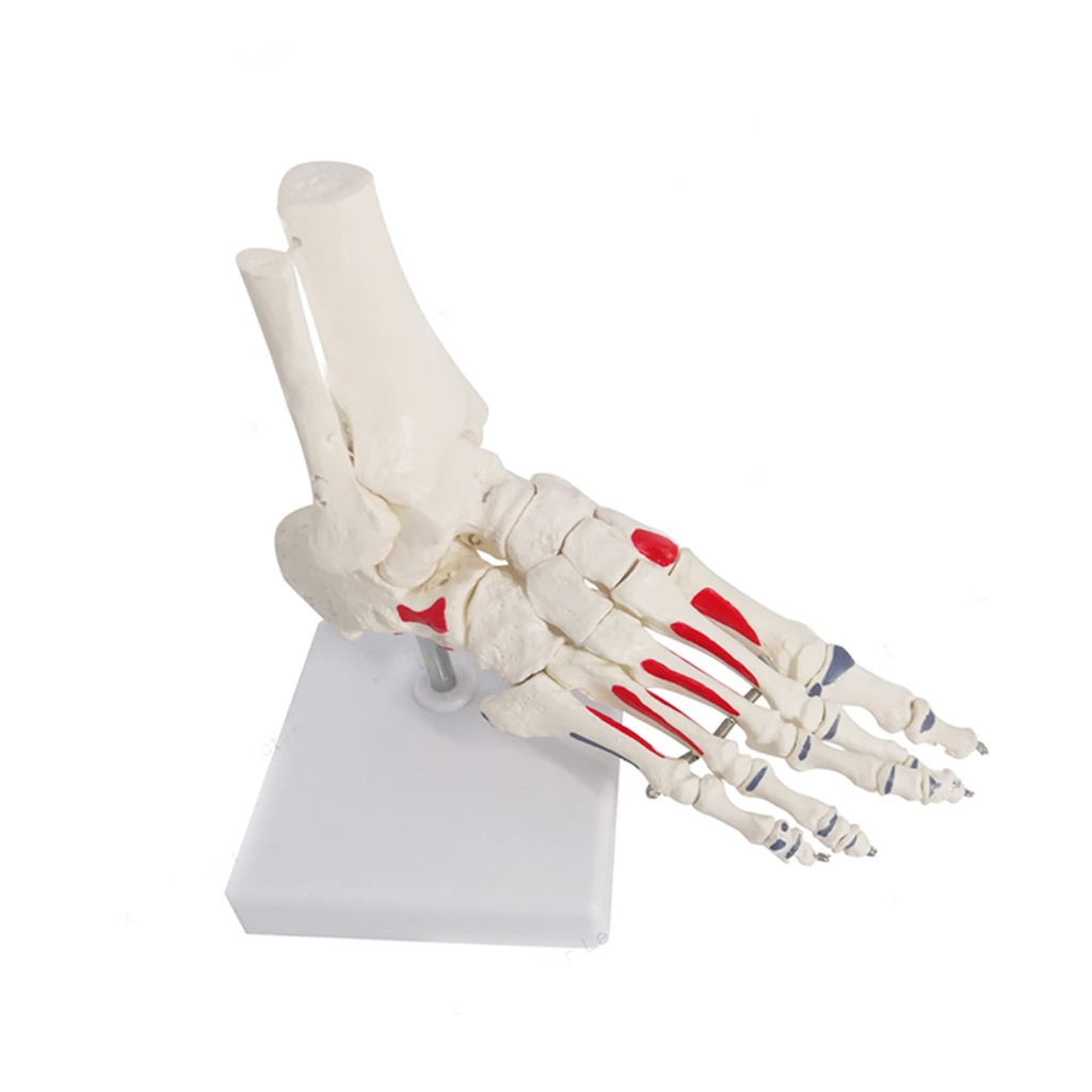 

1:1 Human Foot Joint Skeleton Anatomy Model Medical Science Teaching Resources Dropshipping