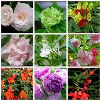 

Ngryise 6000Pcs A Set Impatiens balsamina