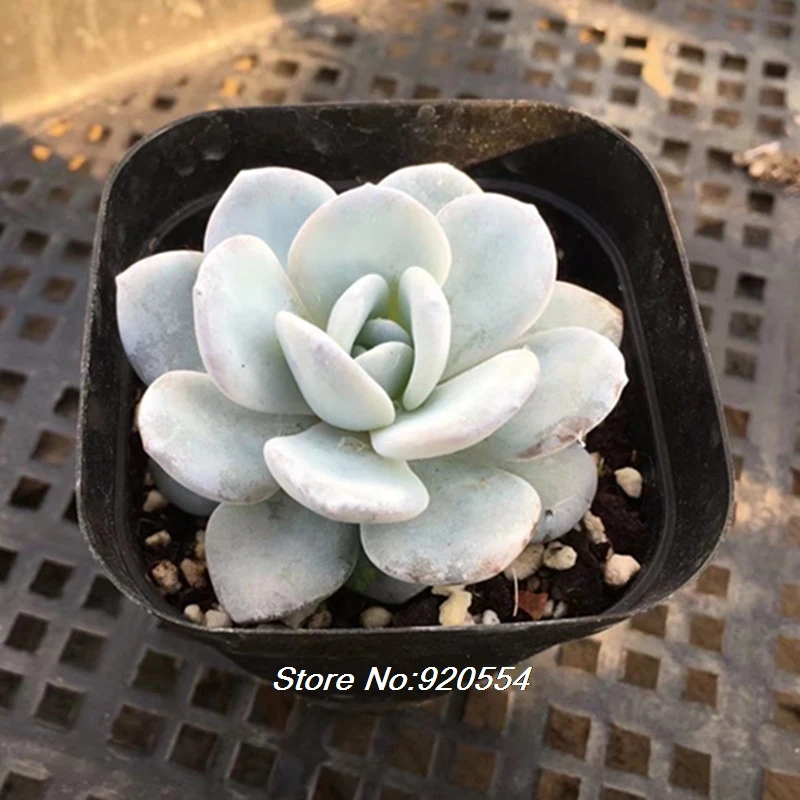 Редкие 10 шт Echeveria laui цветок для Домашнего Цветоводства