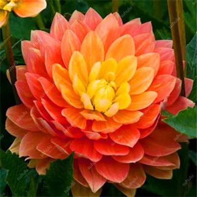 100 шт Смешанные цвета радуги Георгин бонсай китайский комнатный Бонсай цветочных растений 24 цвета на выбор для домашнего сада - Цвет: 13