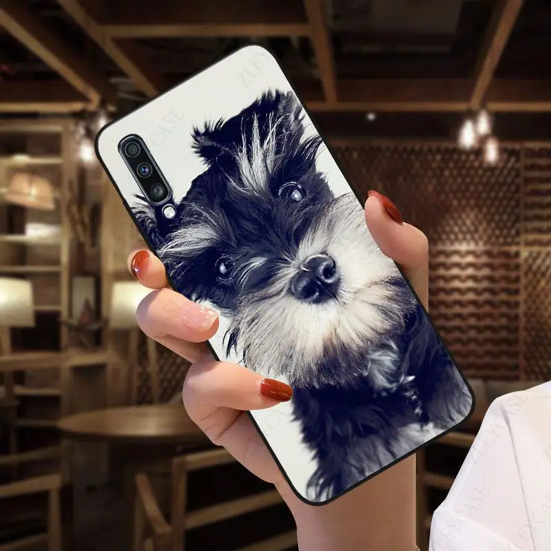 Schnauzer puppy dog