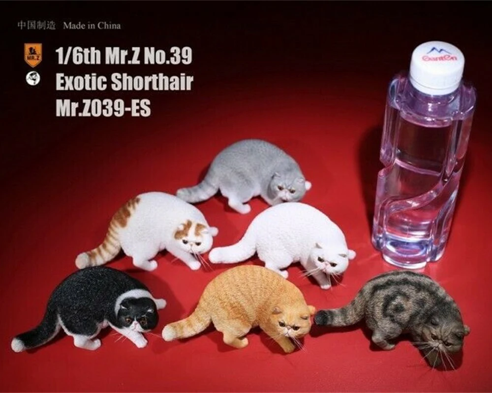 

1/6 Exotic Shorthair Cat 6 Colors Mr.Z Simulation Animal 39th Bomb MRZ039 Model for 12" action Figure Doll