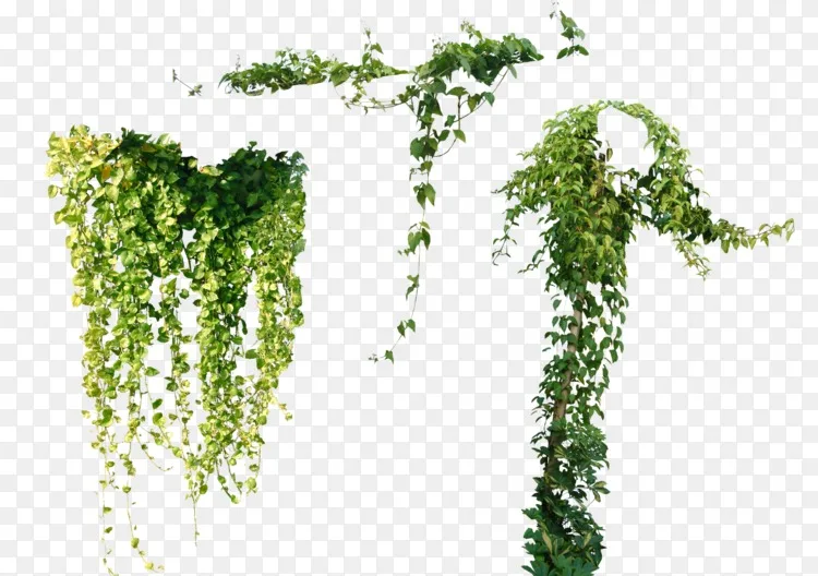 藤本植物常春藤树