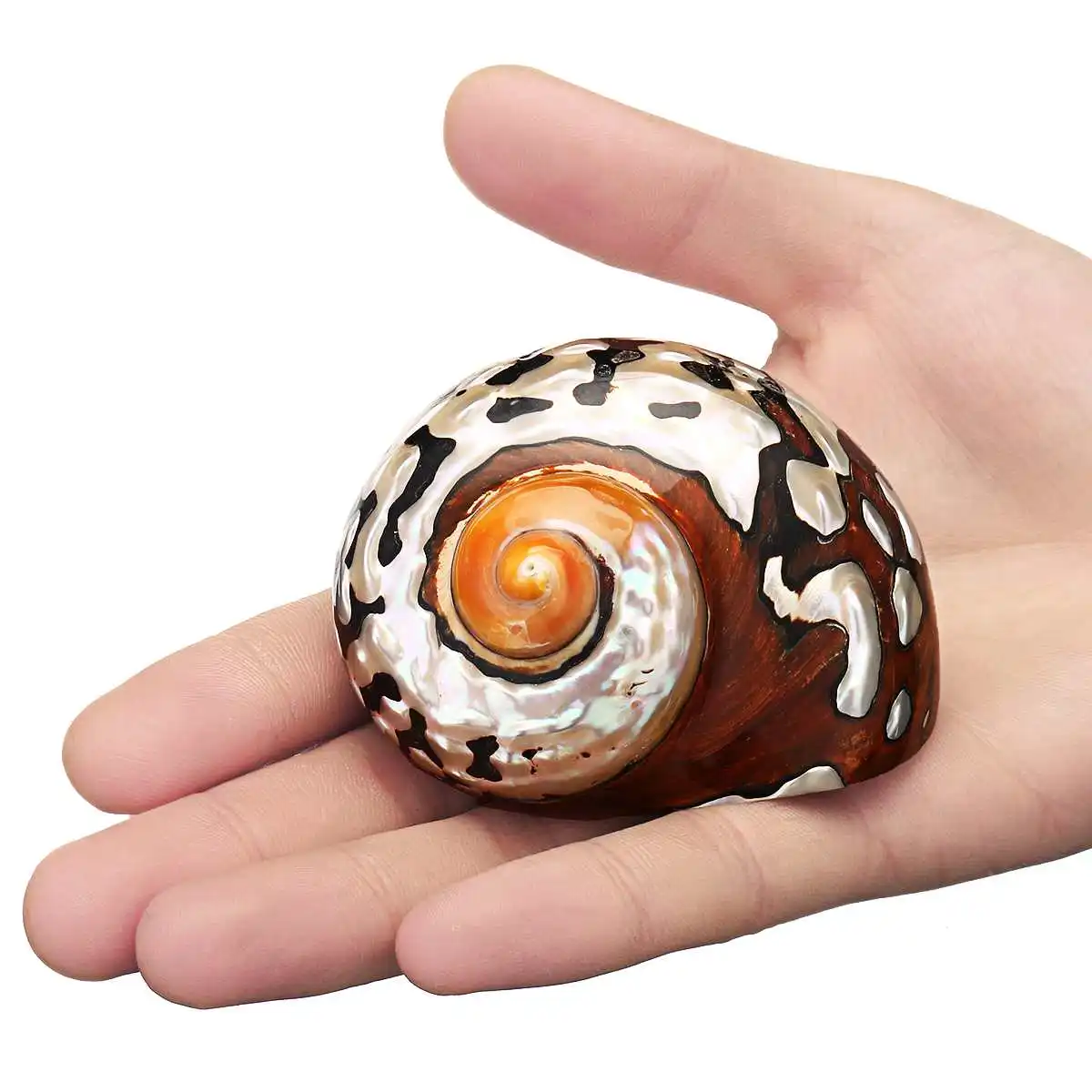 6-9.5cm Natural African Turban Sea Shell Coral Conch Snail Seashell Conch Miniature Home Fish Tank Decor Craft Collection New