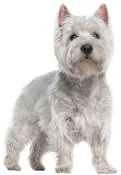 

Dinghy Tuzik overalls West Highland White Terrier warm bitch