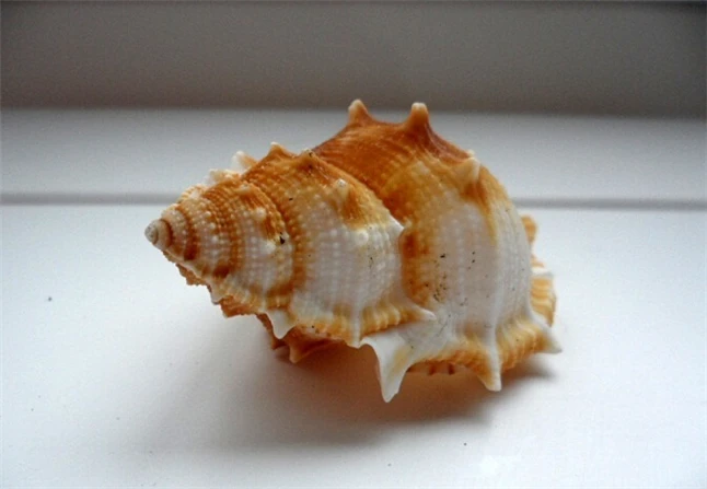 conchas seashell2.jpg