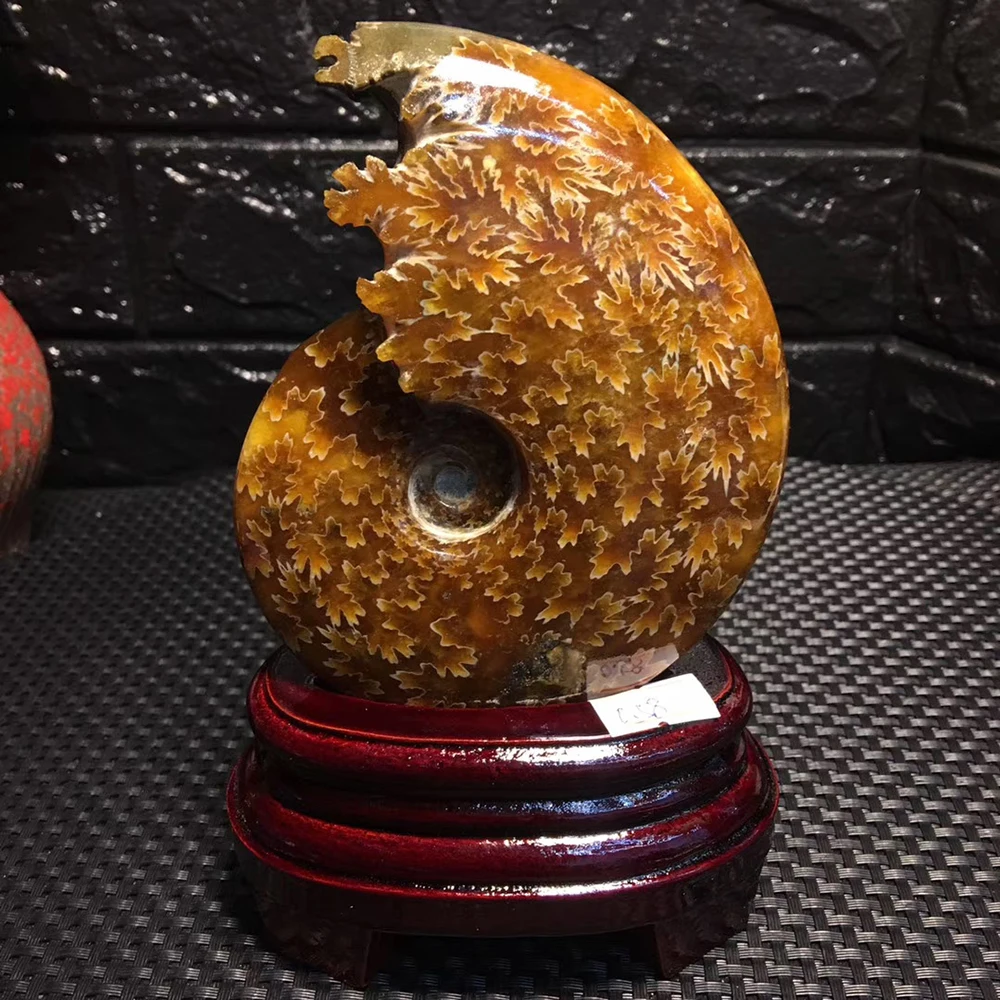 Бутик! Океанская раковина из нефрита натуральный аммонит океанская Декор для