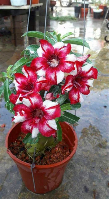 Распродажа! Новые 5 шт смешанные настоящие Adenium obesum пустынные розы цветы для дома и сада Семена бонсай растения для заказа образца - Цвет: 20