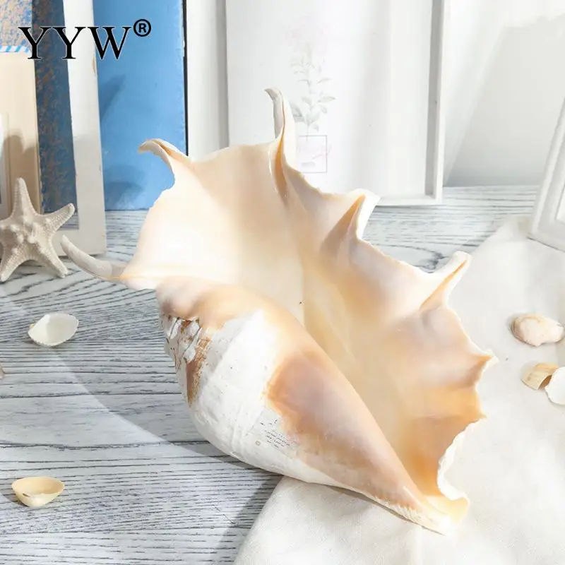 

The Sea Shells Mare Conch Shell Schelpen Conchas Coquillage Seashells Marine Seabed Home Decor Natural Decorative Shells Hogar
