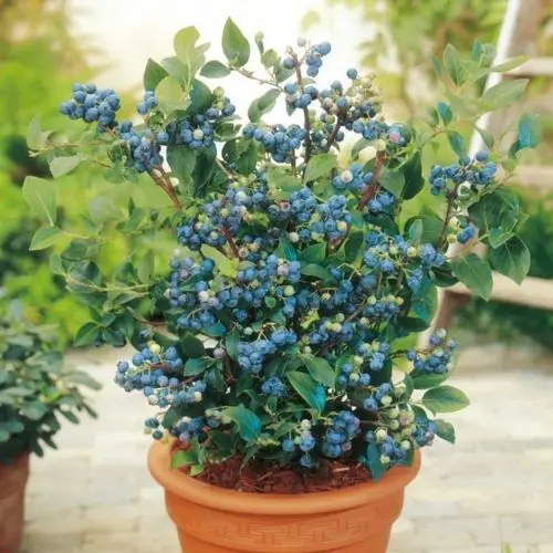 

30Pcs Blueberyy seedplants Fruit Bonsai Delicious Edible Organic Blueberry Tree Plant Potted DIY Home Countyard Garden