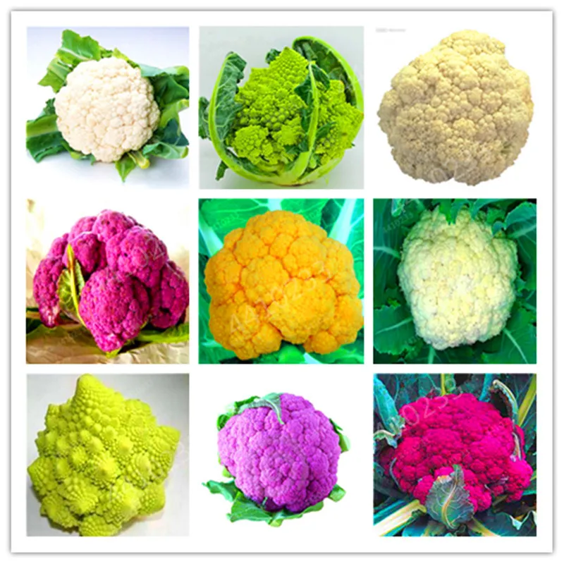 

150 Pcs Broccoli Bonsai Organic Heirloom plants Vegetable Bonsai 92%+ Germination Non-GMO High-Quality Vegetable For Home Garden