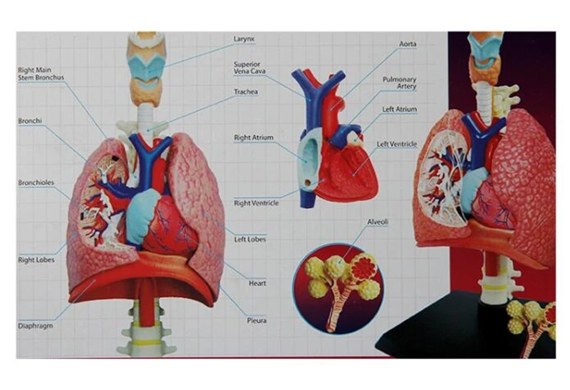 4D система дыхания 1:3 odontologia анатомический скелет человека череп|anatomical model|4d