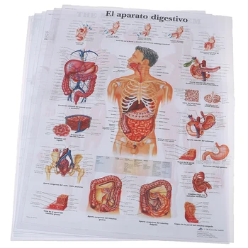 

Hot Print Body Map Silk Painting Wall Picture Human Anatomy Muscles System Art Poster For Medical Education Hospital Massage Map