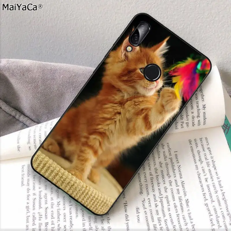 pet maine coon cat