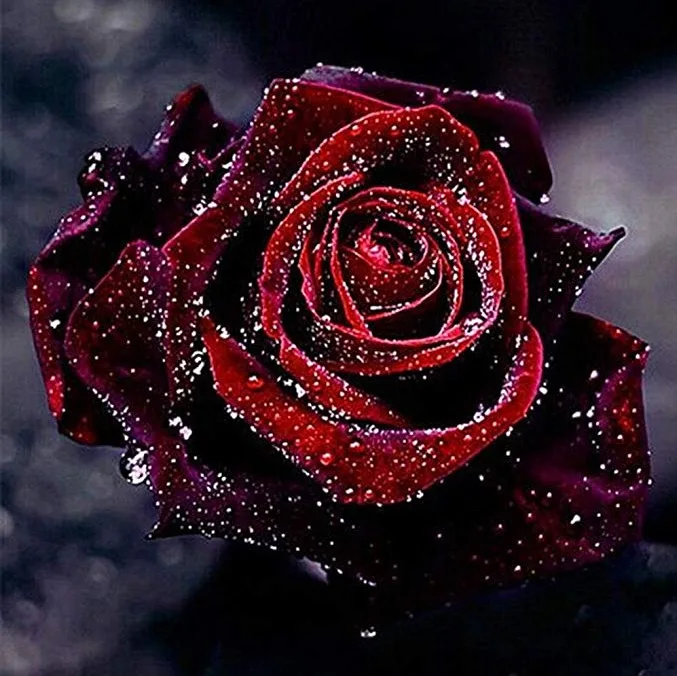 

Foreign Trade Wholesale Diamond Painting DIY5d Dripping Rose Flower Full of Crystals Living Room Recruitment Agent Cross Border