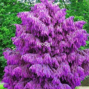 

Ngryise 3000Pcs A Set Purple Pinus
