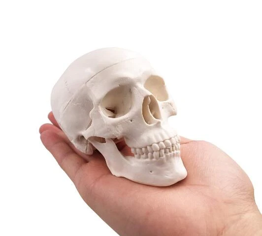 Christendom geluid Van Kleine Plastic Art Schedel Menselijk Anatomie Anatomisch Hoofd Schetsen  Tekening Model Schilderen Onderwijs Tool U Kiest Hoeveelheid|anatomy  head|medical modelhuman anatomical - AliExpress