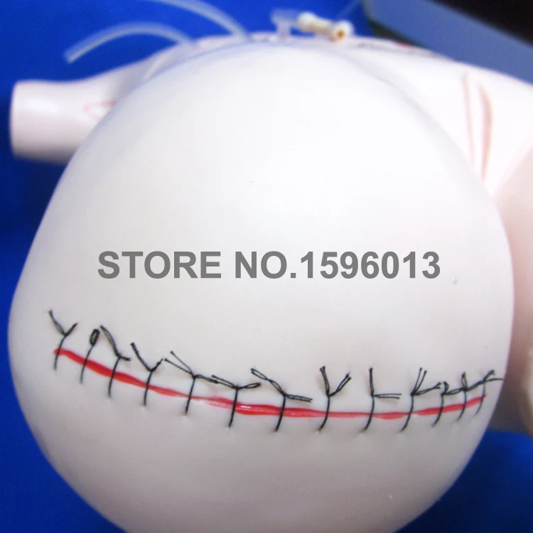 LV18 surgical manikin (4)