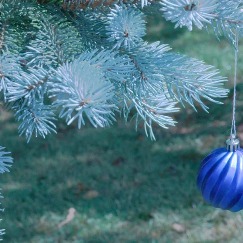 100 шт бонсай синяя ель Picea Pungens Evergreen дерево бонсай дерево растения товары для домашнего сада посадочный горшок завод