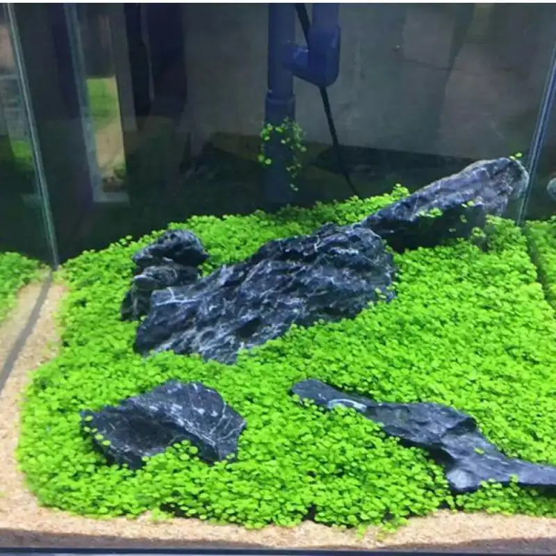 Украшение для аквариумных растений Glossostigma Hemianthus Callitrichoides легко растущее