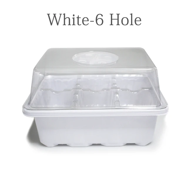 White-6 holes